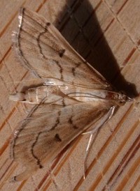 Trapeze Moth